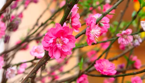 Plum Blossom — Stock Photo, Image