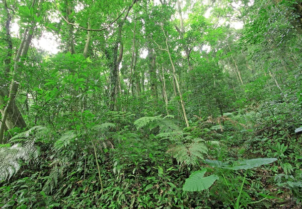 Δάσος κατά τη διάρκεια της άνοιξη — Φωτογραφία Αρχείου