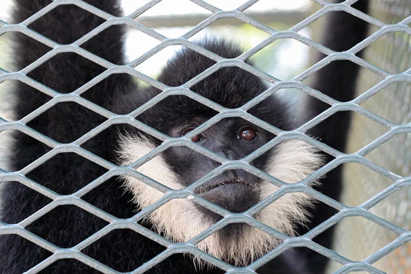 Primer plano de un mono capuchino encapuchado contemplando la vida detrás de b — Foto de Stock