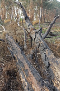 Yangından sonra ağaçlar kavrulmuş gövdeleri