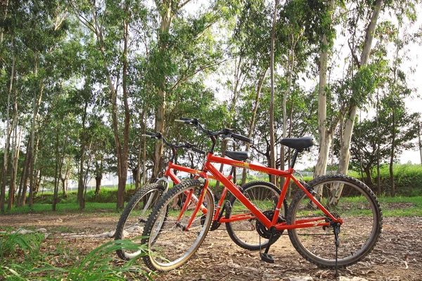 Bicicletta nella foresta — Foto Stock