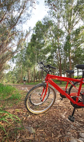 Rower w lesie — Zdjęcie stockowe