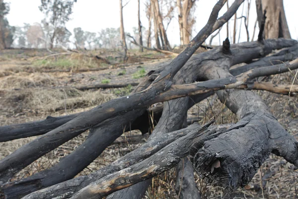 stock image Charred trunks of trees after fire