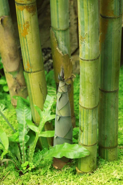 Skjuta av bambu i regnskogen — Stockfoto