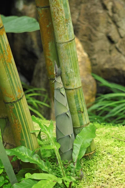 Tiro de bambu na floresta tropical — Fotografia de Stock