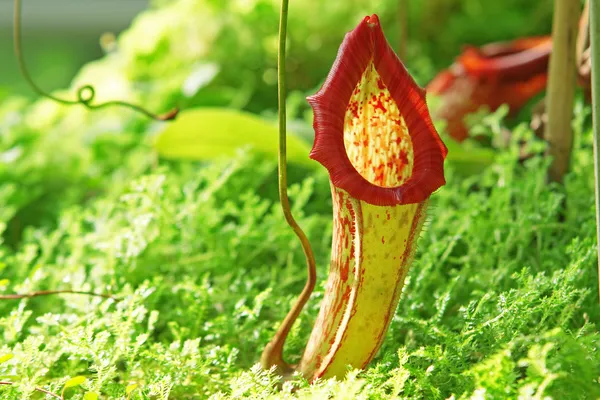Νηπενθές τροπικό σαρκοφάγο φυτό — 图库照片