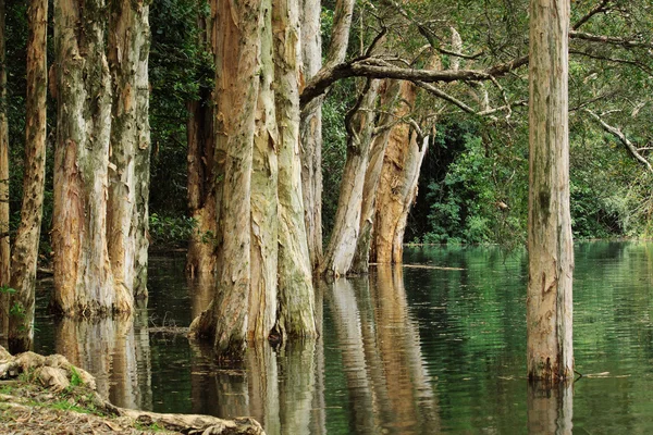 Дерево в воде — стоковое фото