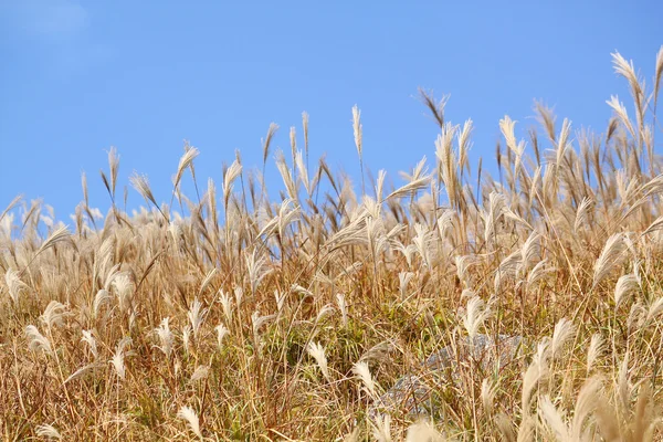 Silvergrass i niebieski niebo — Zdjęcie stockowe