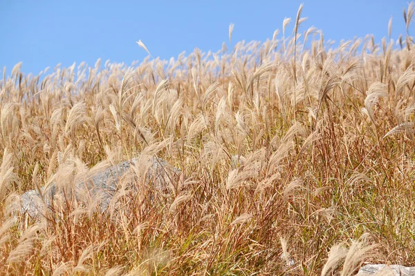 Silvergrass と青空 — ストック写真