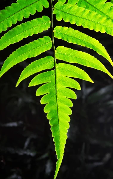 stock image Tree leaf