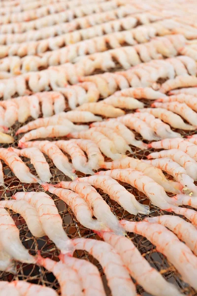 Small dried shrimp — Stock Photo, Image