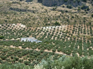 zeytin ağaçlarıyla çevrili eski İspanyol çiftlik evi