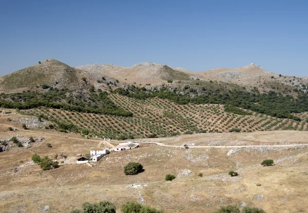 Antigua granja española rodeada de olivos —  Fotos de Stock