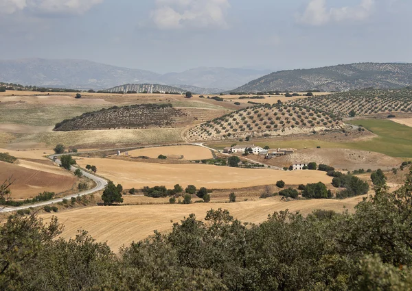 Oude Spaanse boerderij, omgeven door olijfbomen — Stockfoto
