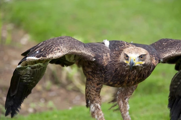 Águila real — Foto de Stock