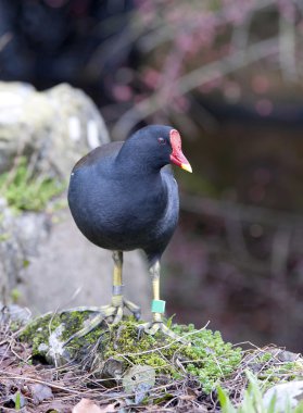 Moorhen