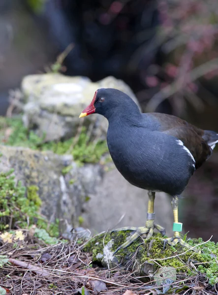 stock image Moorhen