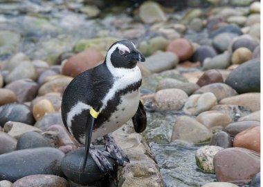 African Penquin clipart