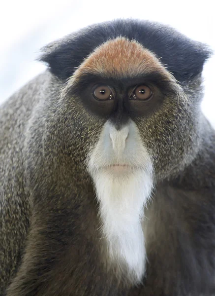 El mono de De Brazza — Foto de Stock