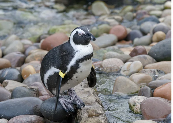 Afrikanska pingvin — Stockfoto