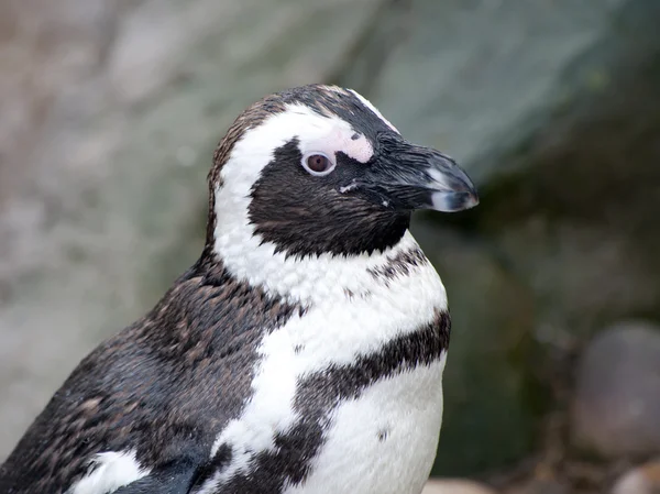 Afrikanska pingvin — Stockfoto
