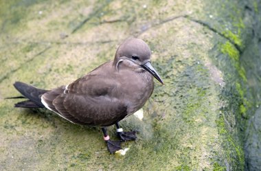 Inca Tern clipart