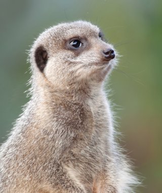 meerkat nöbet üzerinde