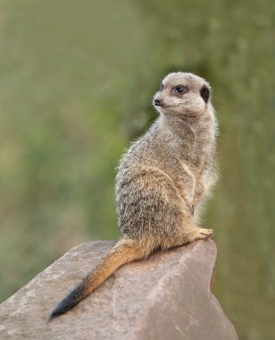 meerkat nöbet üzerinde