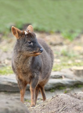 pudu yakın çekim