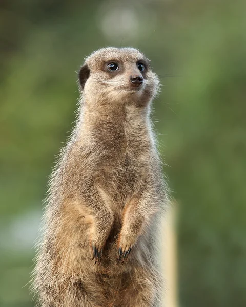 Meerkat 경비 의무에 — 스톡 사진