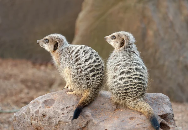 Two Meerkats on guard duty — Stock Photo, Image