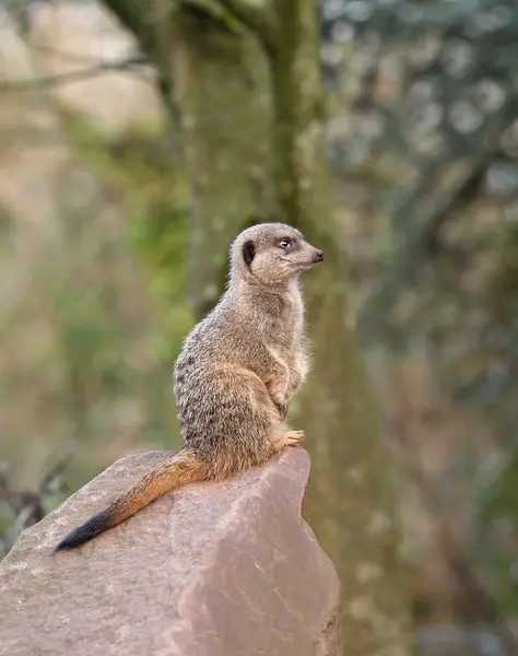 Meerkat di guardia — Foto Stock