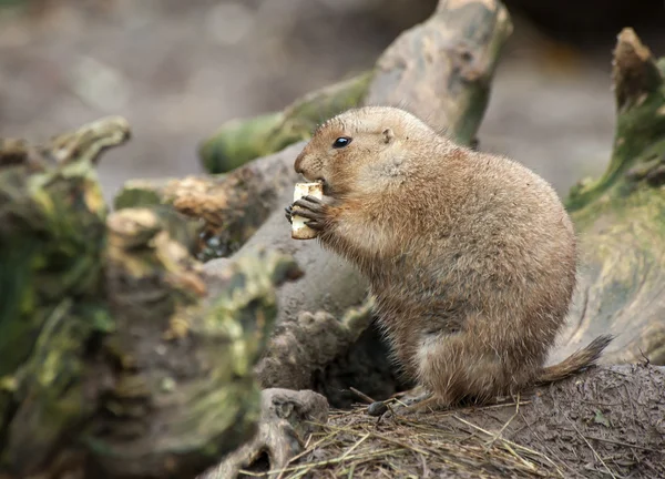 Präriehundar — Stockfoto