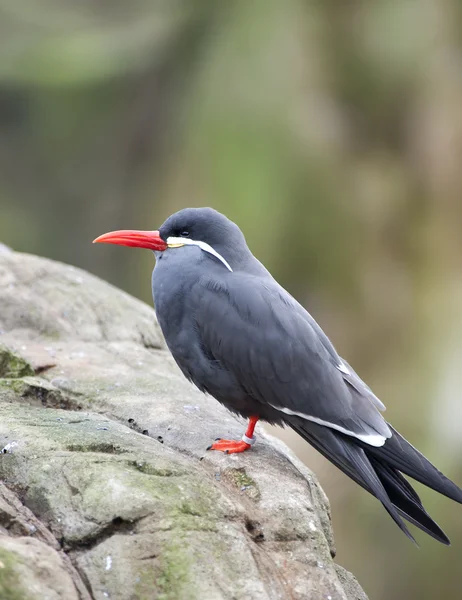 Inca Tern — Stock Photo, Image