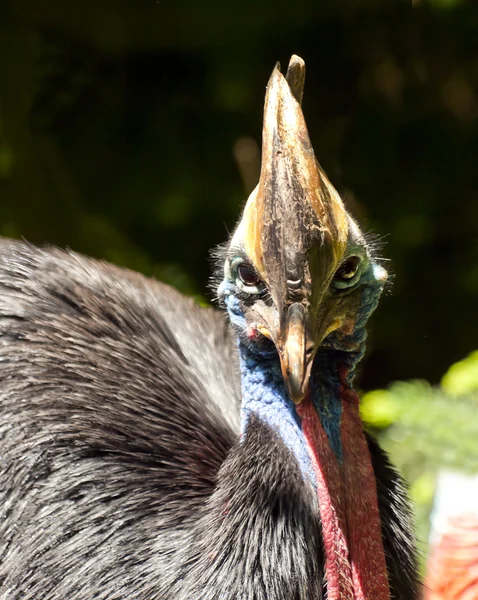 Güney cassowary — Stok fotoğraf