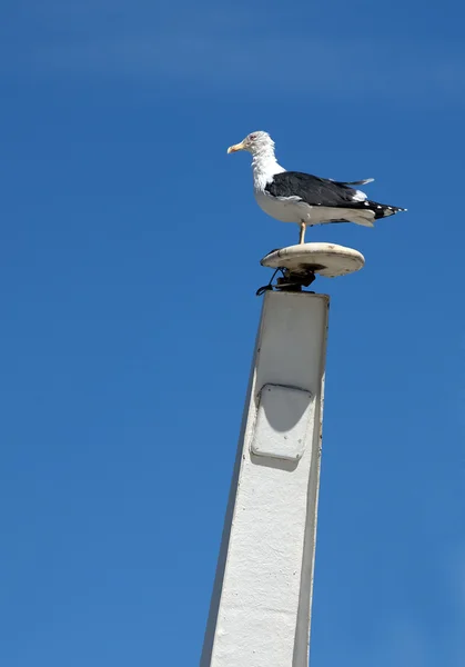 Seagull sitting on mast — Stock Photo, Image