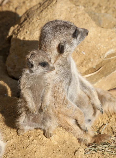 Close up of a Baby Meerkat with Mother — Stock Photo, Image