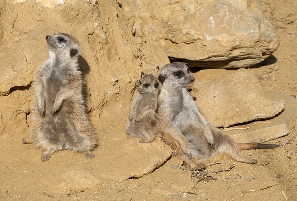 Close up van een familie meerkat — Stockfoto