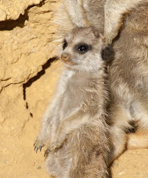 Close up van een baby meerkat — Stockfoto