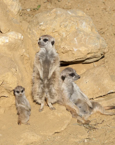Close up of a Meerkat Family — Stock Photo, Image