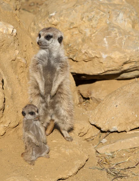 Primer plano de una familia Meerkat —  Fotos de Stock