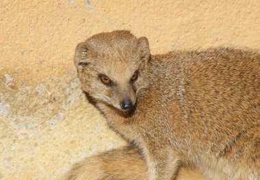 Close up of a Mongoose clipart