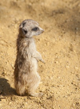 Close up of a Baby Meerkat clipart