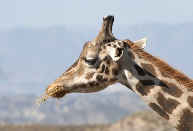 Close up of the head of a Giraffe clipart