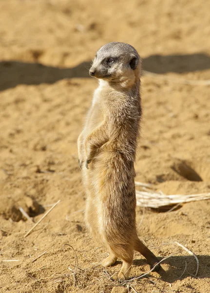 Primer plano de un suricata —  Fotos de Stock