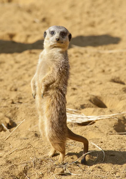 Perto de um meerkat — Fotografia de Stock