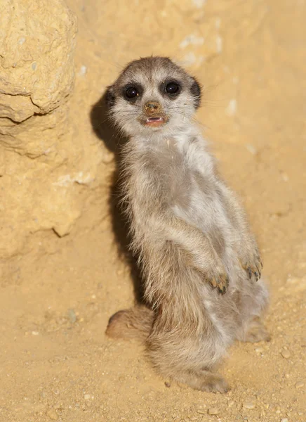 Close up of a Baby Meerkat — стокове фото