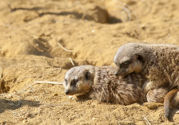 Δύο meerkats ζευγάρωμα — Φωτογραφία Αρχείου