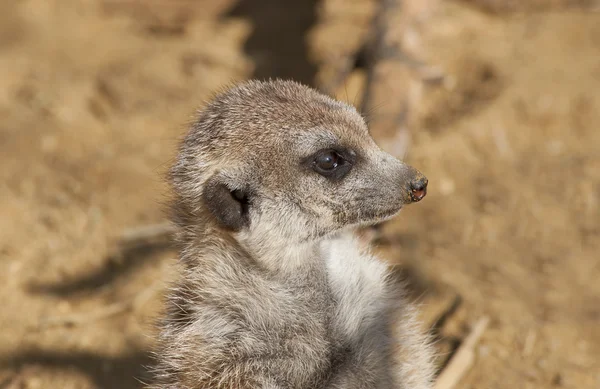 Primer plano de un suricata — Foto de Stock