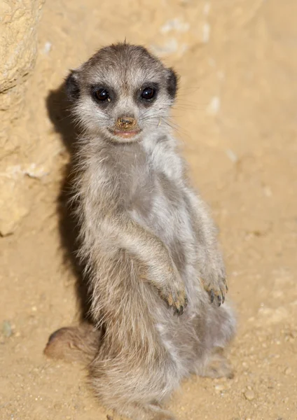 Κοντινό πλάνο ένα μωρό meerkat — Φωτογραφία Αρχείου